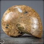 Natuurlijk nautilus fossiel - Breedte: 12.5 cm- 3122.14 g, Nieuw