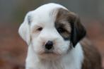 prachtige middelgrote pups boomer X tibetaanse terrier, Parvo, Nederland, 8 tot 15 weken, Meerdere