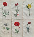 James Edward Smith (1759/ 1828) - James Sowerby (1757/ 1822), Antiek en Kunst