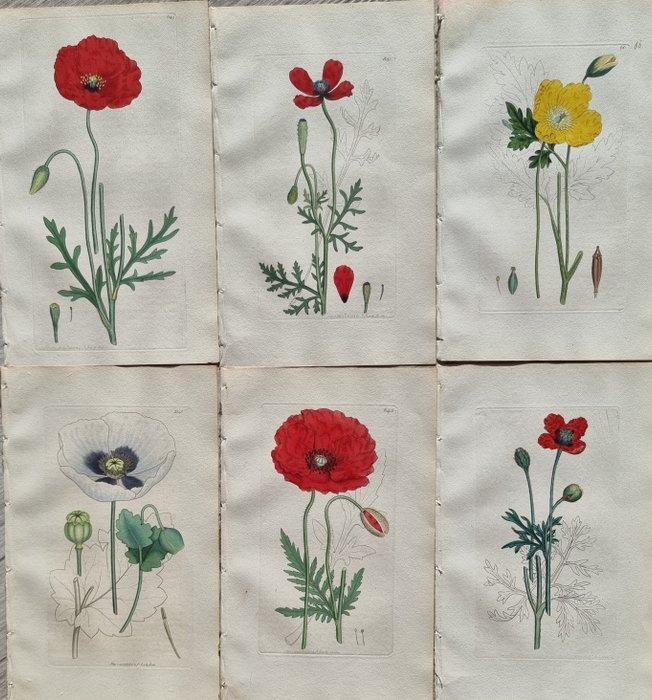 James Edward Smith (1759/ 1828) - James Sowerby (1757/ 1822), Antiek en Kunst, Antiek | Boeken en Bijbels