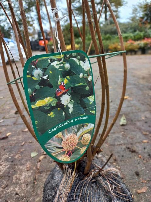 Cephalanthus Occ. Kogelbloem, Tuin en Terras, Planten | Struiken en Hagen, Ophalen