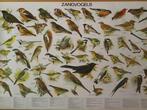 Slijper - Schoolplaat poster zangvogels - Jaren 2000