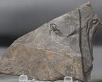 Fijn amfibie - Op steen - Gefossiliseerd dier -