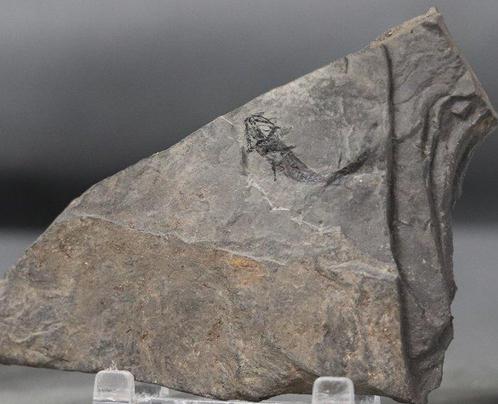 Fijn amfibie - Op steen - Gefossiliseerd dier -, Verzamelen, Mineralen en Fossielen