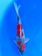 Hq Goshiki van Yamaju  35cm (Japanse Koi), Dieren en Toebehoren, Karper of Koi
