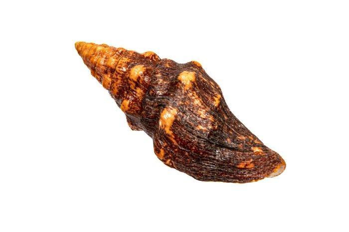 Latirus abnormis ****geen minimumprijs**** Taxidermie, Verzamelen, Dierenverzamelingen