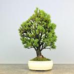 Spar bonsai (Picea) - Hoogte (boom): 35 cm - Diepte (boom):, Antiek en Kunst, Kunst | Schilderijen | Klassiek