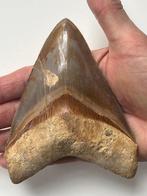 Megalodon tand 12,6 cm - Fossiele tand - Carcharocles