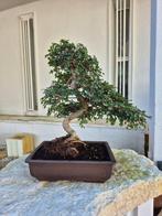 Bonsai van Chinese iep - Hoogte (boom): 39 cm - Diepte