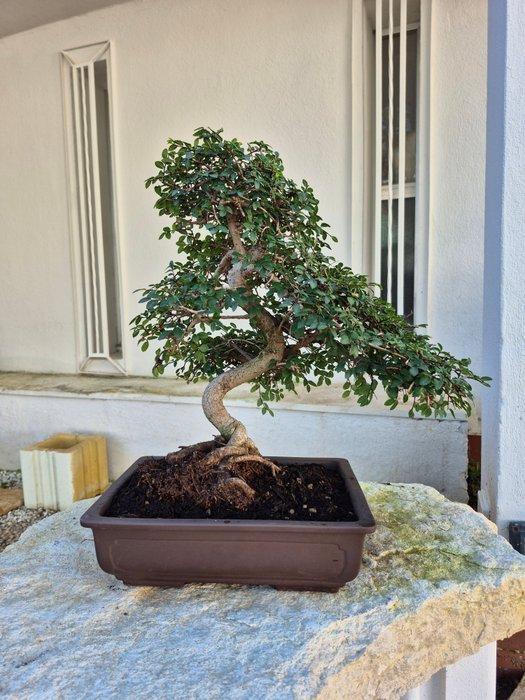 Bonsai van Chinese iep - Hoogte (boom): 39 cm - Diepte, Antiek en Kunst, Curiosa en Brocante