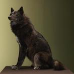 Wolf Zwart Taxidermie Opgezette Dieren By Max, Verzamelen, Dierenverzamelingen, Ophalen of Verzenden, Nieuw, Wild dier, Opgezet dier