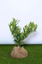Laurier - Prunus Laurocerasus ‘Otto Luyken’ 30t/m70cm ACTIE!, Ophalen of Verzenden