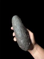 Prachtig dinosaurusfossiel ei - Gefossiliseerd ei -, Verzamelen