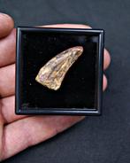 Dinosaurus - Fossiele tand - Bahariasaurus (Zonder, Verzamelen, Mineralen en Fossielen