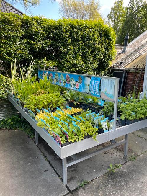 Vijverplanten VitalFish Vijver Zuurstofplanten Moerasplanten, Tuin en Terras, Vijver-toebehoren, Overige typen, Nieuw