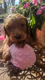 Sunshine Doodledreamteam Doodletjes, Parvo, Nederland, Overige rassen, 8 tot 15 weken