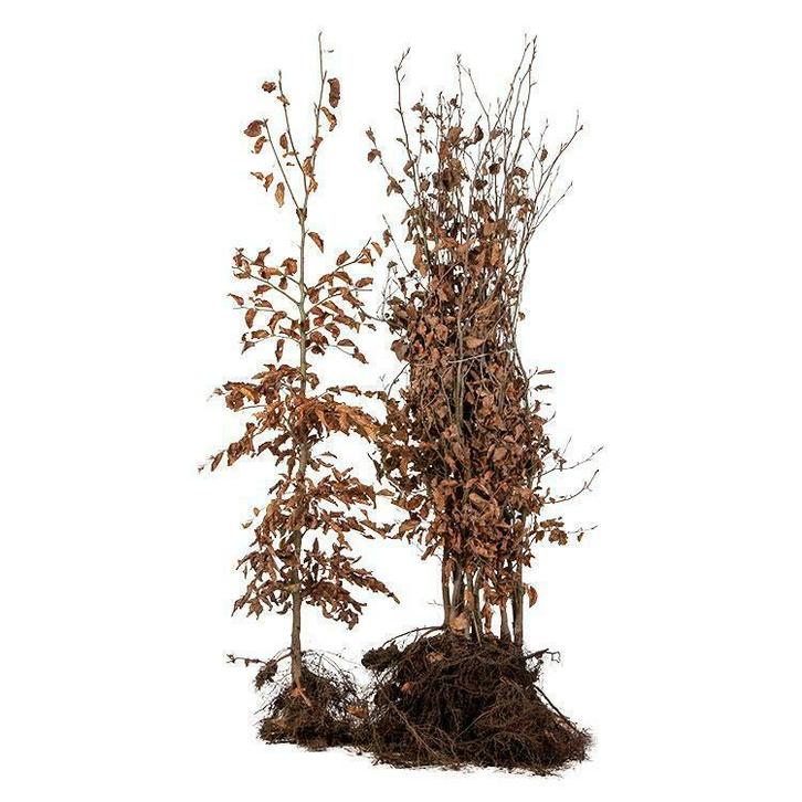 Fagus Sylvatica Groene Beuk HaagBeuken  Noord Brabant, Tuin en Terras, Planten | Struiken en Hagen, Beukenhaag, Haag, Ophalen