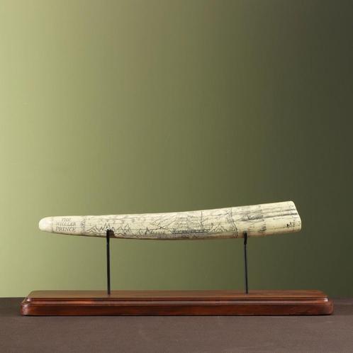 Walrus Tand Replica Taxidermie Opgezette Dieren By Max, Verzamelen, Dierenverzamelingen, Opgezet dier, Nieuw, Wild dier, Ophalen of Verzenden