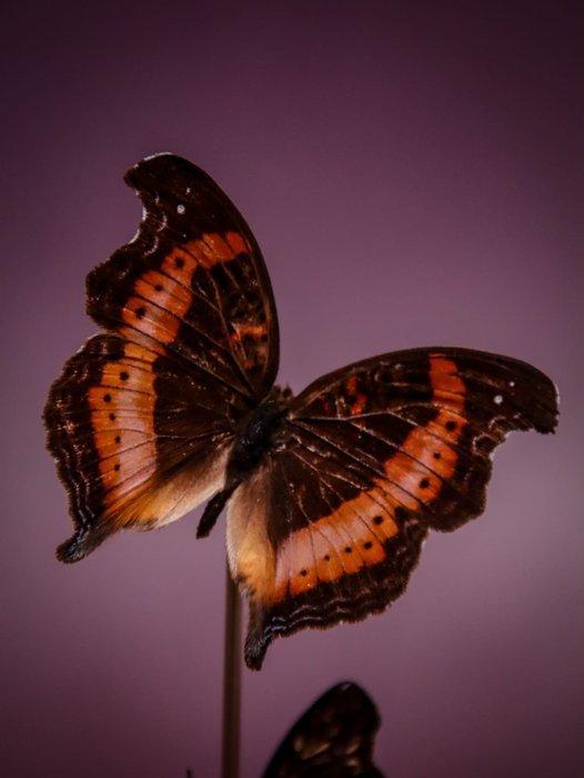 Vlinder Taxidermie volledige montage - RARE : véritable, Verzamelen, Dierenverzamelingen