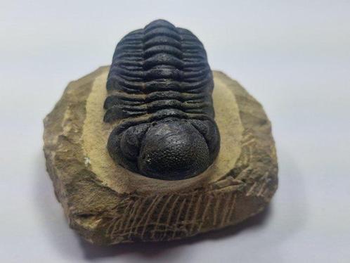 Trilobiet - Gefossiliseerd dier - Phacops - 6 cm (Zonder, Verzamelen, Mineralen en Fossielen