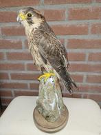 Barberijse valk ( man ) Taxidermie volledige montage - Falco, Nieuw