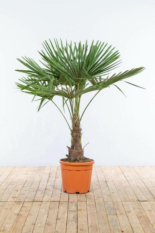 Chinese Waaierpalm / Trachycarpus Fortunei op stam 125-150, Tuin en Terras, Planten | Tuinplanten