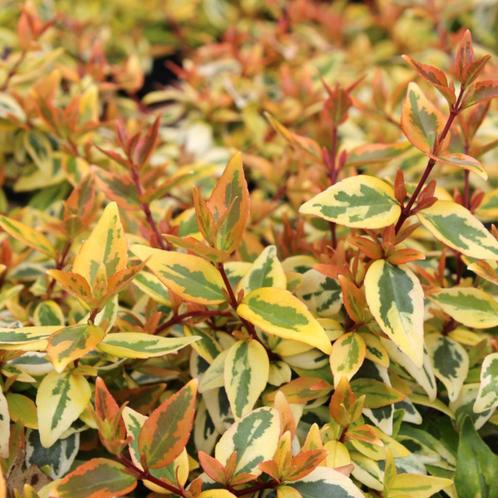 Abelia grandiflora Kaleidoscope - 20-30 cm, Tuin en Terras, Planten | Tuinplanten, Ophalen of Verzenden