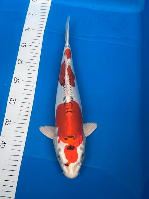 SUPER AANBIEDING... MOOIE NISAI bij KOIVRIEND COEVORDEN!, Dieren en Toebehoren, Vissen | Vijvervissen, Karper of Koi