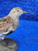 Spreeuw en variabele strandloper Taxidermie wandmontage -, Nieuw