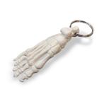 Anatomie model sleutelhanger voet (7 cm), Nieuw
