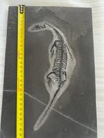Zeereptiel - Gefossiliseerd dier - Keichousaurus juvénile -