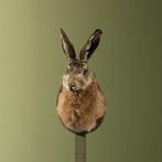 Haas Taxidermie Opgezette Dieren By Max, Ophalen of Verzenden, Nieuw, Wild dier, Opgezet dier