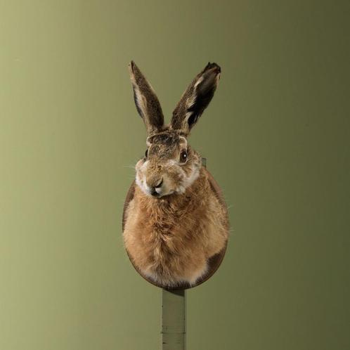 Haas Taxidermie Opgezette Dieren By Max, Verzamelen, Dierenverzamelingen, Opgezet dier, Nieuw, Wild dier, Ophalen of Verzenden