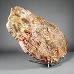 Geweldig fossiel houtschijfje - Gefossiliseerde plant - 52.5, Verzamelen, Mineralen en Fossielen