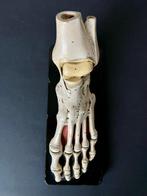Onderwijs/demonstratiemodel - Gips - 1940-1950 - Anatomie