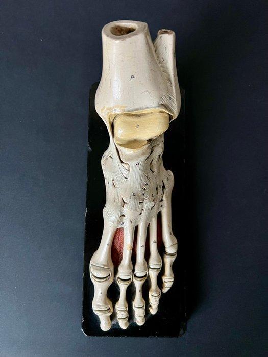 Onderwijs/demonstratiemodel - Gips - 1940-1950 - Anatomie, Antiek en Kunst, Curiosa en Brocante
