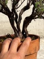 Bonsai Tijm - Hoogte (boom): 40 cm - Diepte (boom): 65 cm -