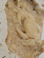 Krab - Fossiel skelet - 55 mm - 100 mm (Zonder Minimumprijs), Verzamelen