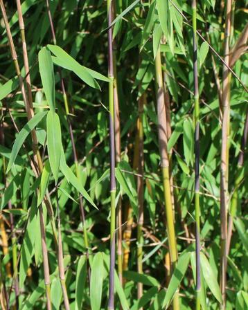 Fargesia Jiuzhaigou | Red panda, rode niet woekerende Bamboe