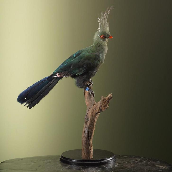 Schalows Toerako Taxidermie Opgezette Dieren By Max, Verzamelen, Dierenverzamelingen, Opgezet dier, Nieuw, Vogel, Ophalen of Verzenden