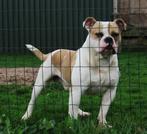 FarmDogs | Meerdere types gezonde Old English Buldoggen!, Parvo, Nederland, Bulldog, Meerdere