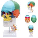 Anatomie model schedel met cervicale wervelkolom, Sport en Fitness, Overige Sport en Fitness, Verzenden, Nieuw