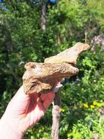Wolharige mammoet - Fossiel bot - Mammuthus primigenius