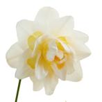 Bloembollen - 40 x Narcis Snow Paradise - wit met geel, Tuin en Terras, Bloembollen en Zaden, Verzenden, Voorjaar, Volle zon, Bloembol