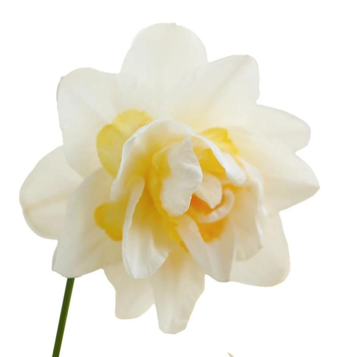 Bloembollen - 40 x Narcis Snow Paradise - wit met geel, Tuin en Terras, Bloembollen en Zaden, Bloembol, Voorjaar, Volle zon, Verzenden