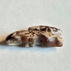 Sino-Mongools of Sino-Siberisch Natuurlijk bandagaat XXS