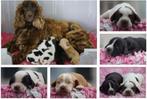 Engelse Cocker Spaniel Pups met Stamboom van Geteste Ouders., Nederland, Parvo, 8 tot 15 weken, Meerdere