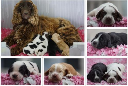 Engelse Cocker Spaniel Pups met Stamboom van Geteste Ouders., Dieren en Toebehoren, Honden | Retrievers, Spaniëls en Waterhonden