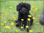 Leuke Gezelschapshondjes., Dieren en Toebehoren, Nederland, Parvo, Overige rassen, 8 tot 15 weken