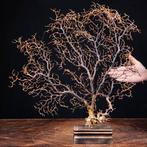 Zeewaaier - Zwarte Gorgonian - Taxidermie volledige montage, Verzamelen, Dierenverzamelingen, Nieuw